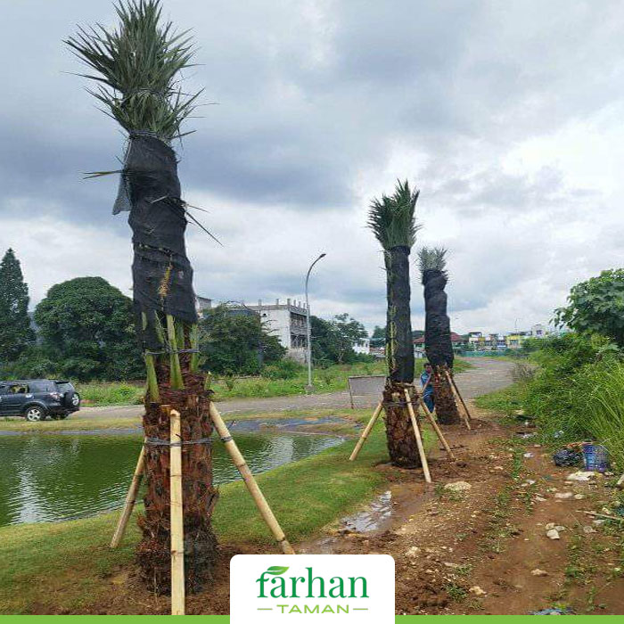 Tukang Taman Tangerang