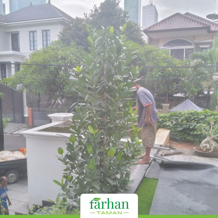 Tukang Taman Jakarta